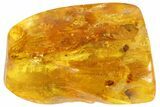 Detailed Fossil Fly & Ant In Baltic Amber #87115-3